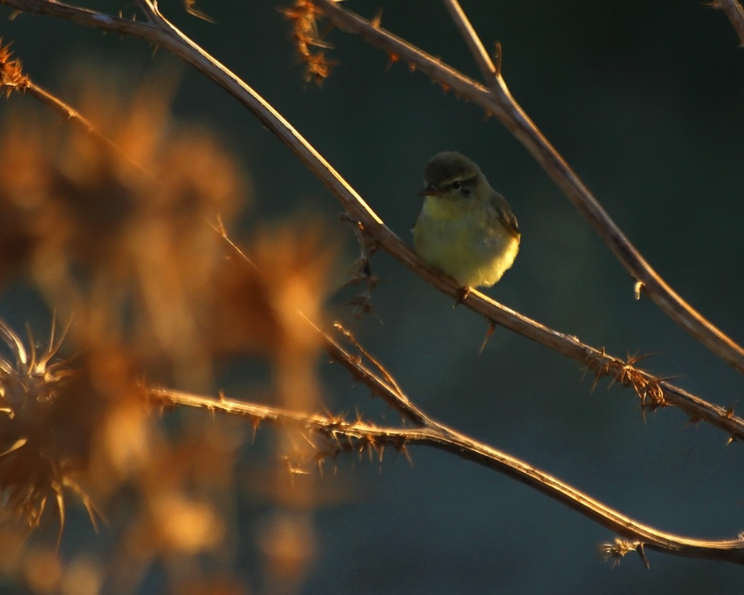 Willow Warbler