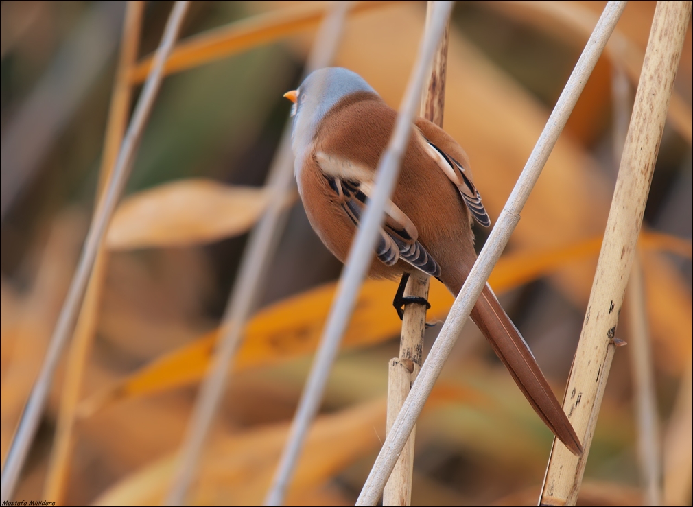 Bearded Reedling