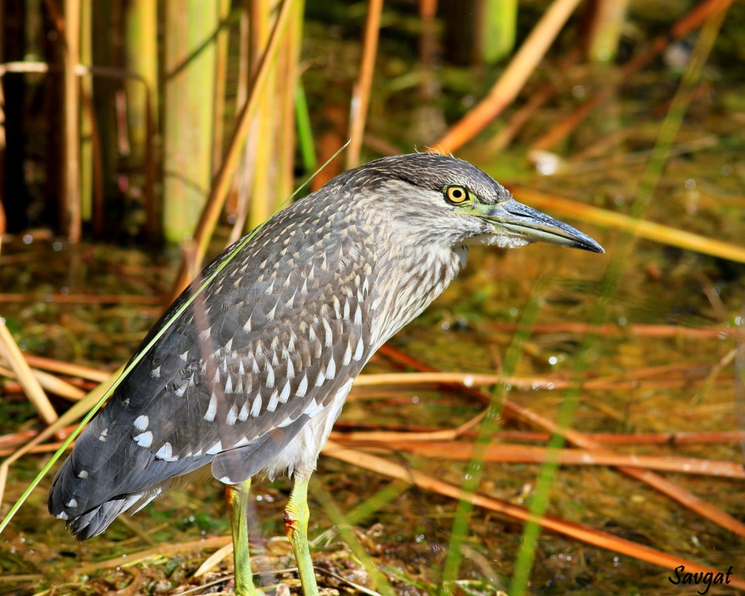 Black-crowned Night Heron