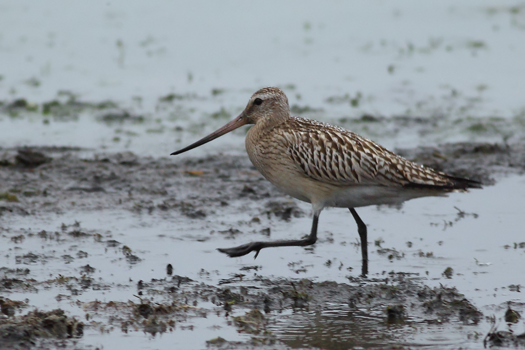 Bar-tailed Godwit