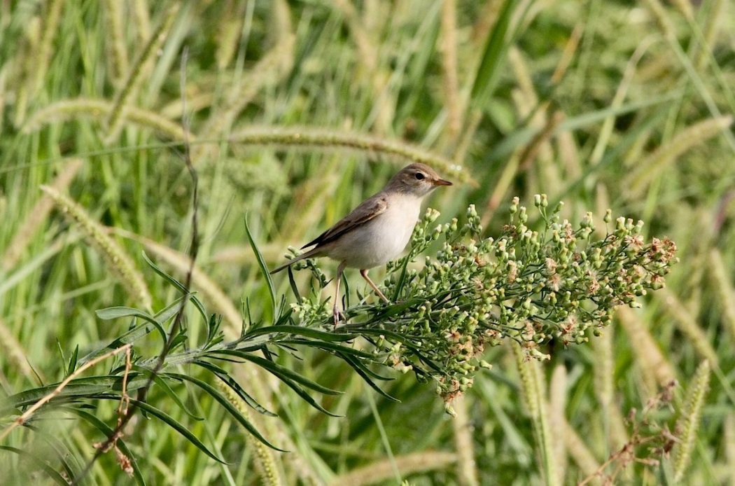 Booted Warbler