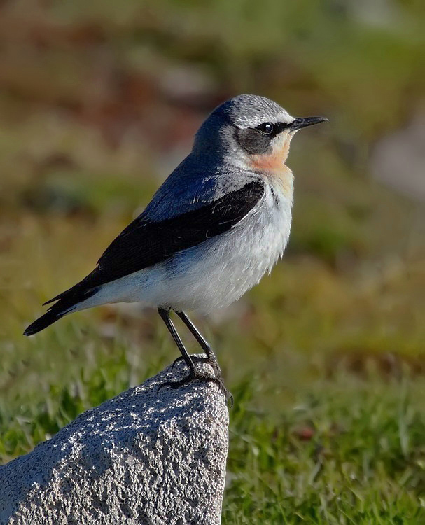 Northern Wheatear