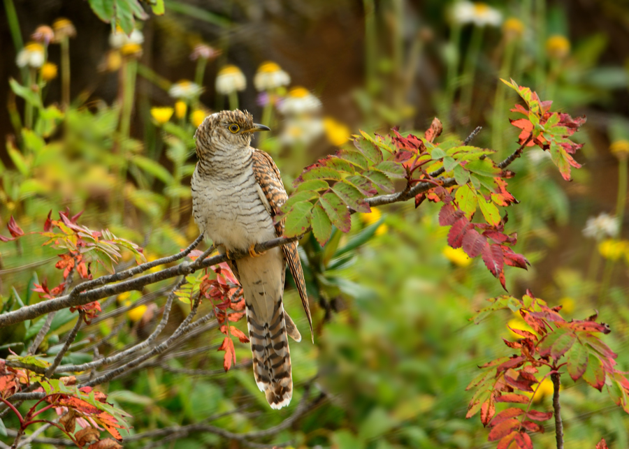 Common Cuckoo