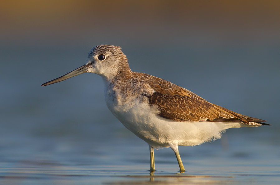 Common Greenshank