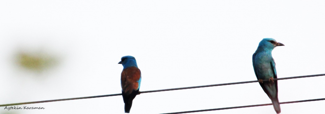 European Roller
