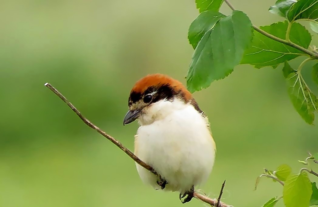 Woodchat Shrike