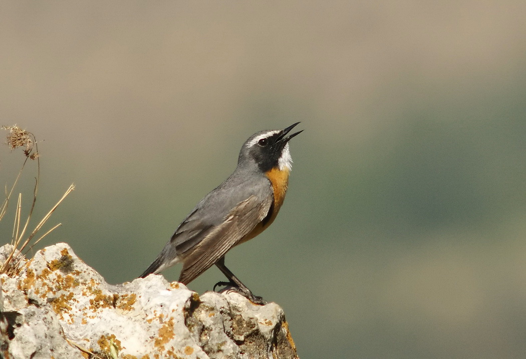 White-throated Robin