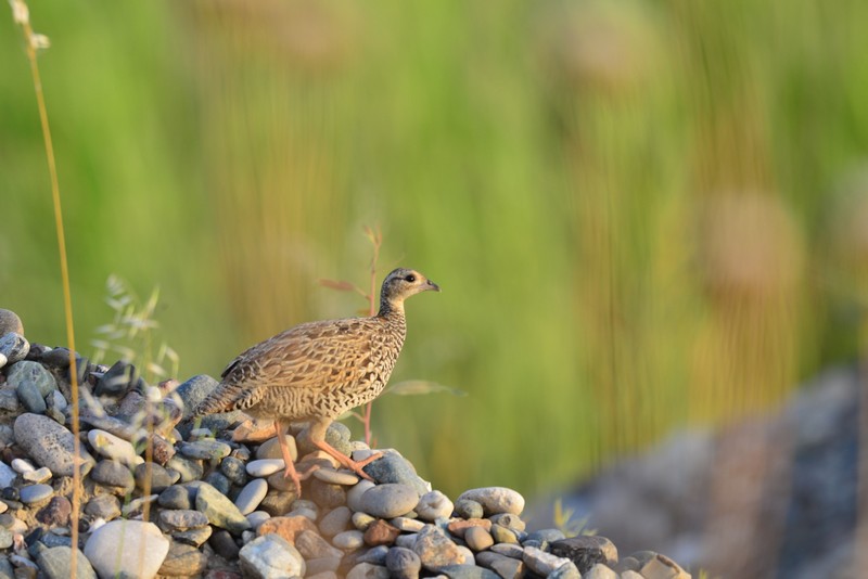 Black Francolin