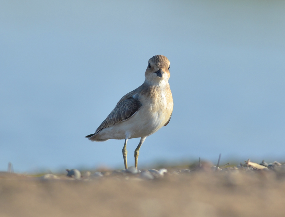 Greater Sand Plover
