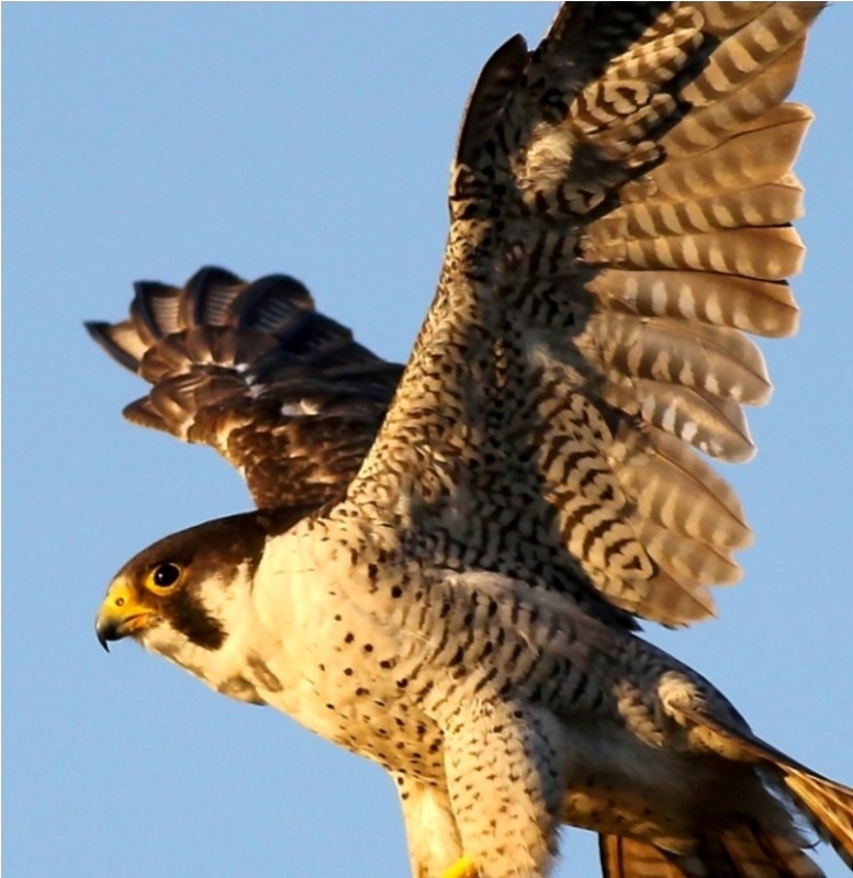 Peregrine Falcon
