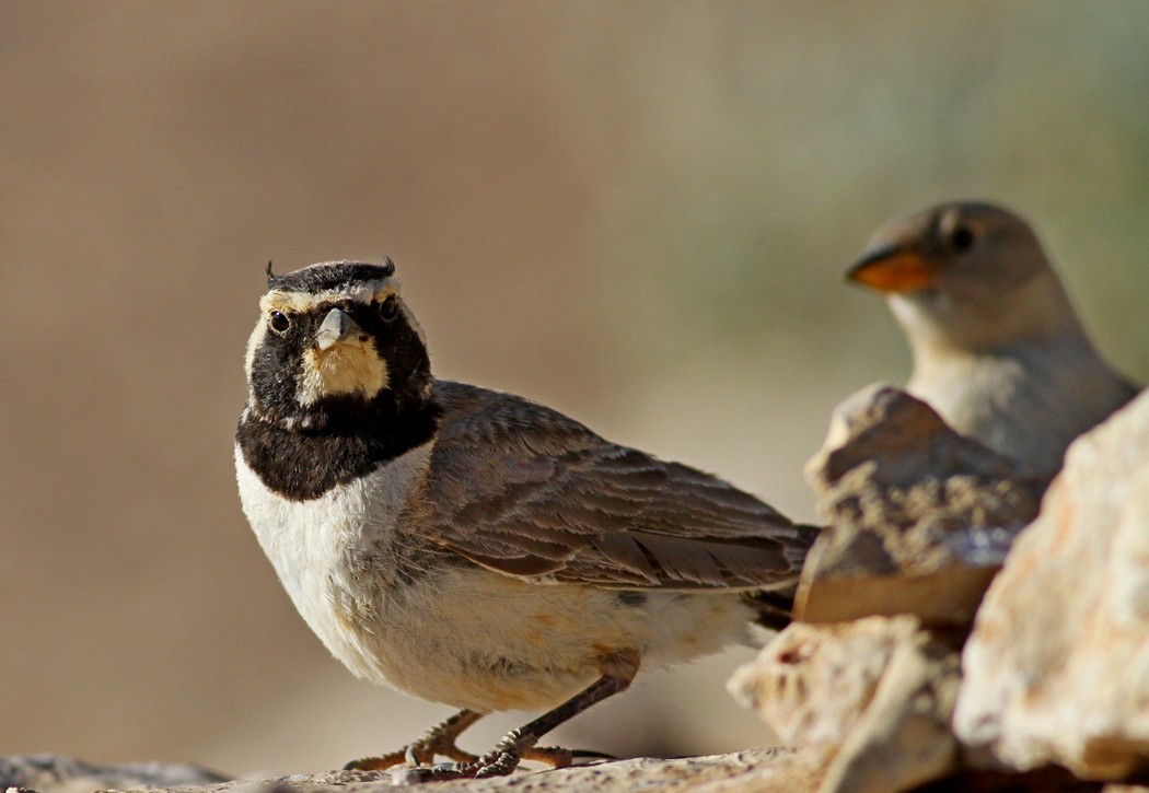 Horned Lark