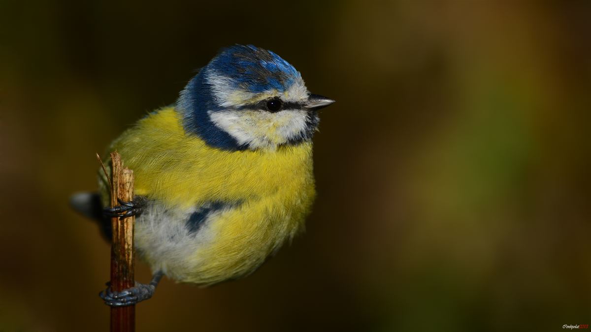 Eurasian Blue Tit