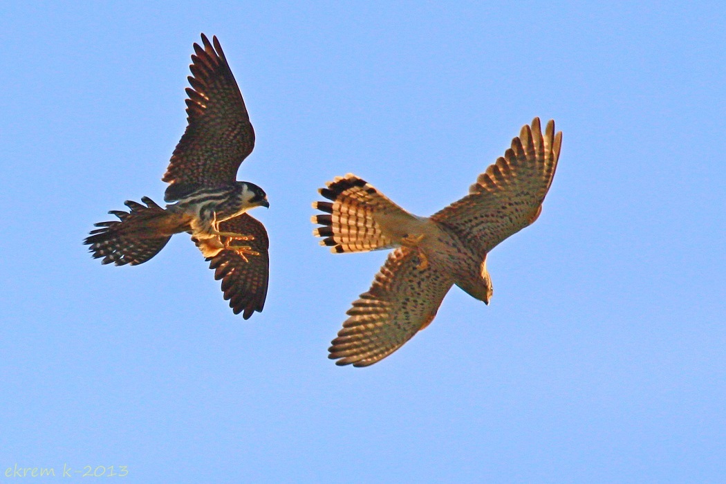 Eurasian Hobby