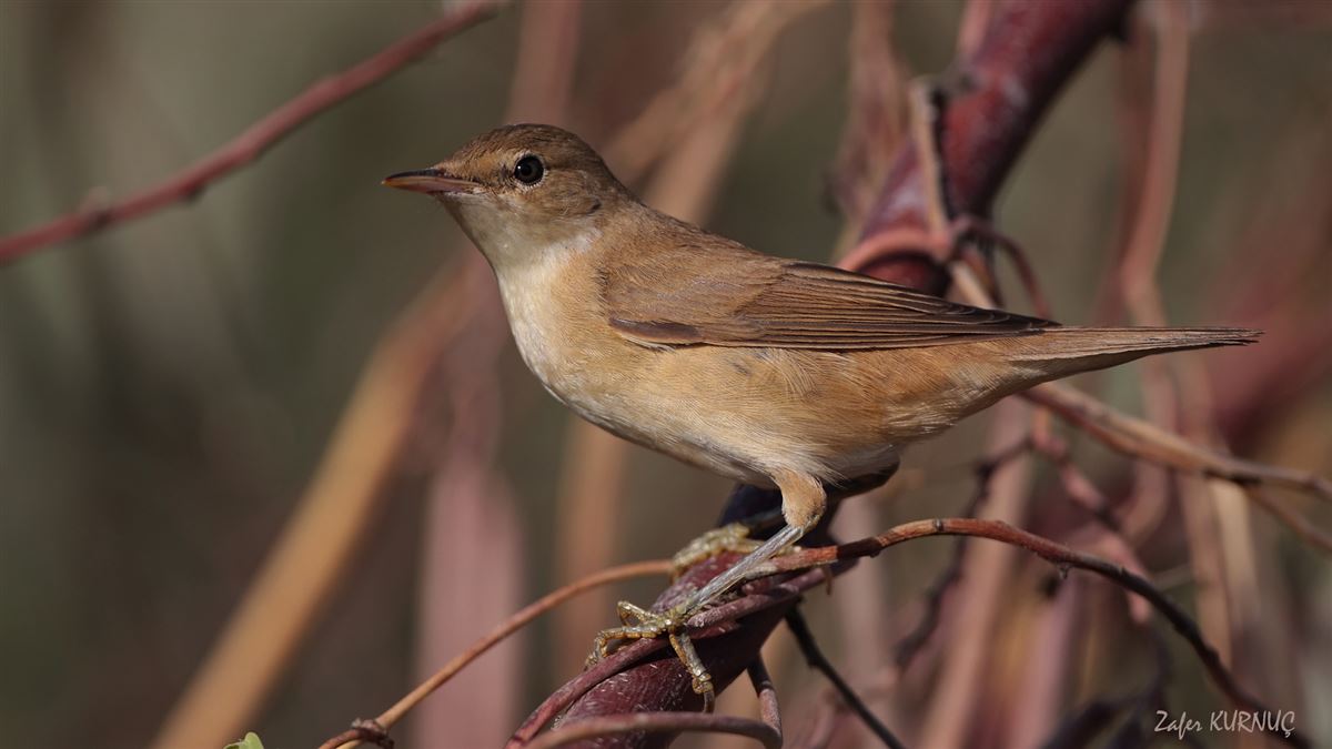 Common Reed Warbler