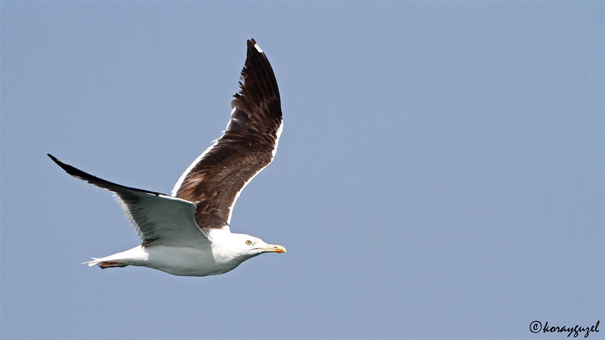 Lesser Black-backed Gull