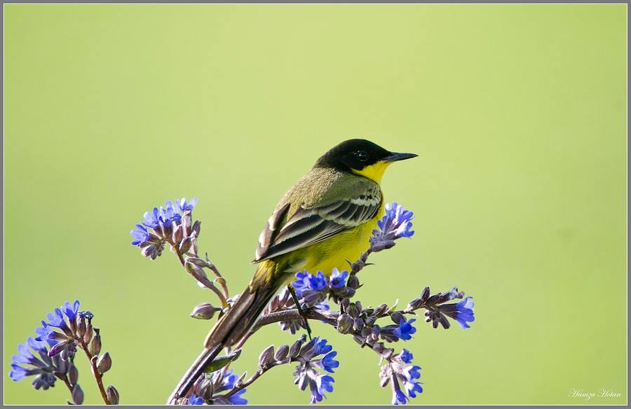 Western Yellow Wagtail