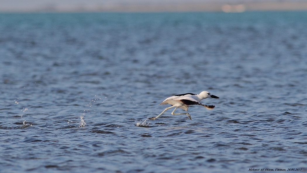 Crab-plover
