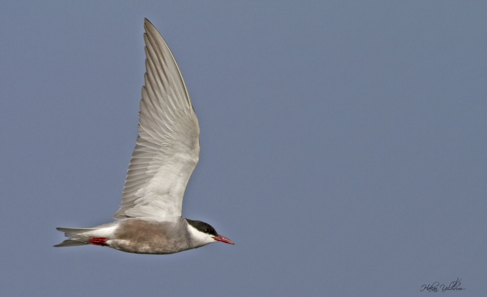 Whiskered Tern