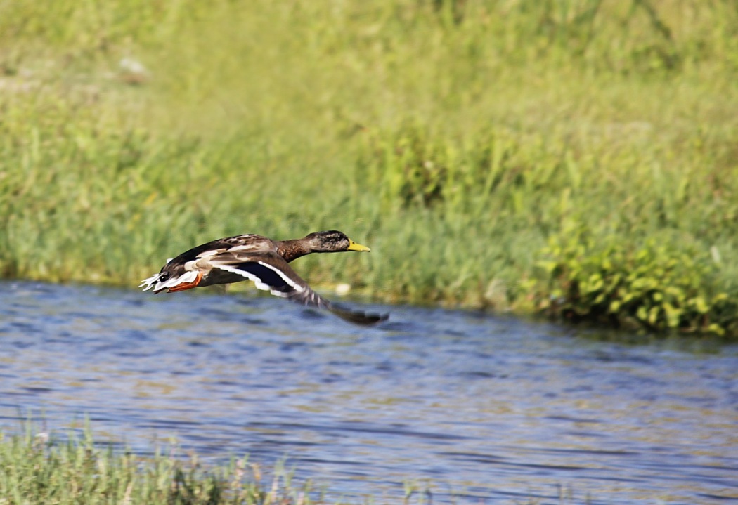 Mallard