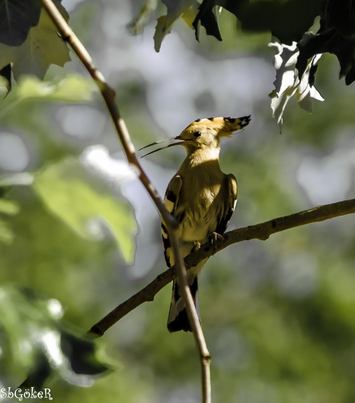 Common Hoopoe
