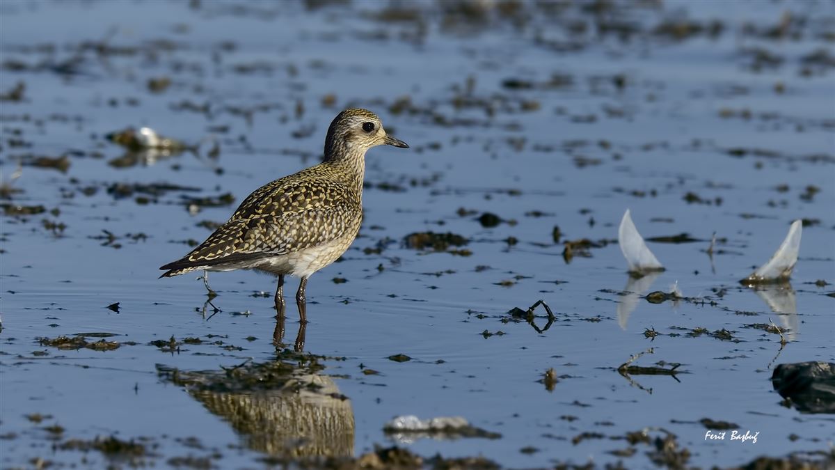 European Golden Plover