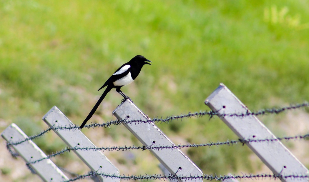 Eurasian Magpie