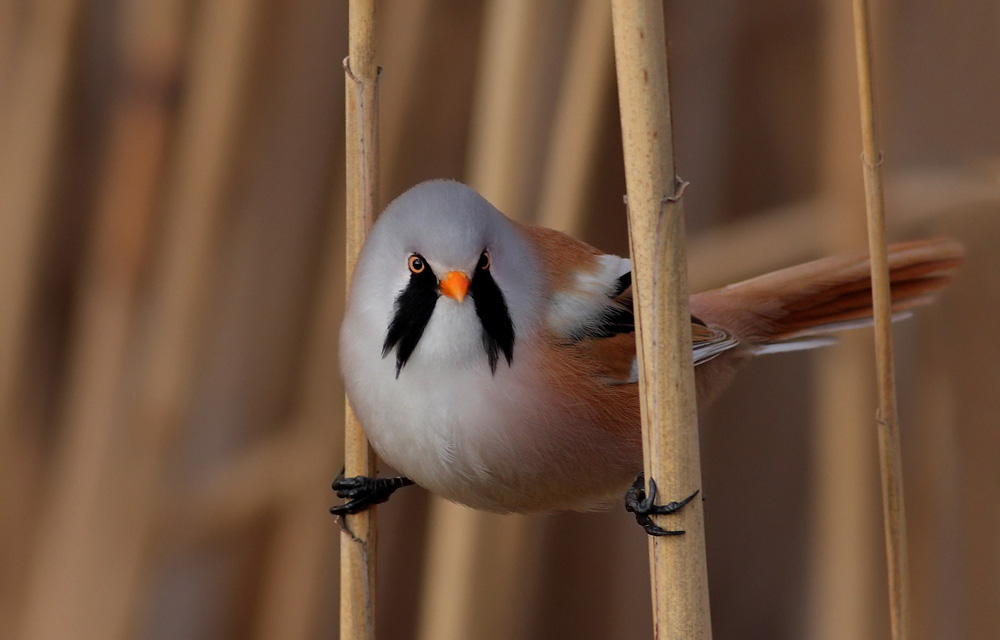 Bearded Reedling
