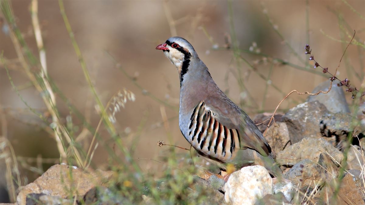 Chukar Partridge