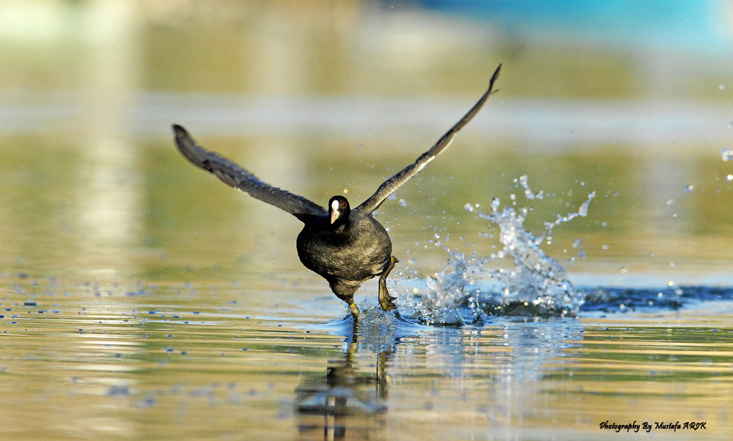 Eurasian Coot