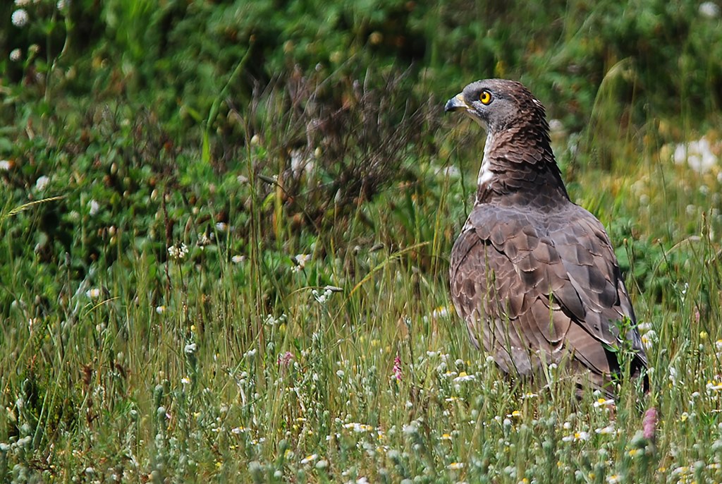 European Honey Buzzard