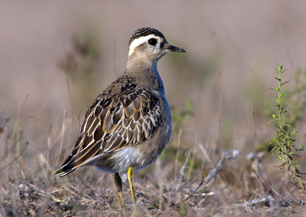Eurasian Dotterel
