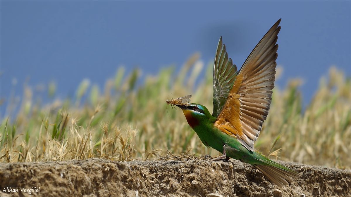 Blue-cheeked Bee-eater