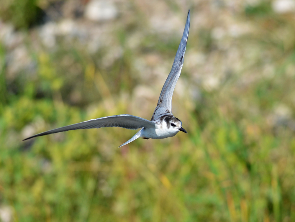 Whiskered Tern
