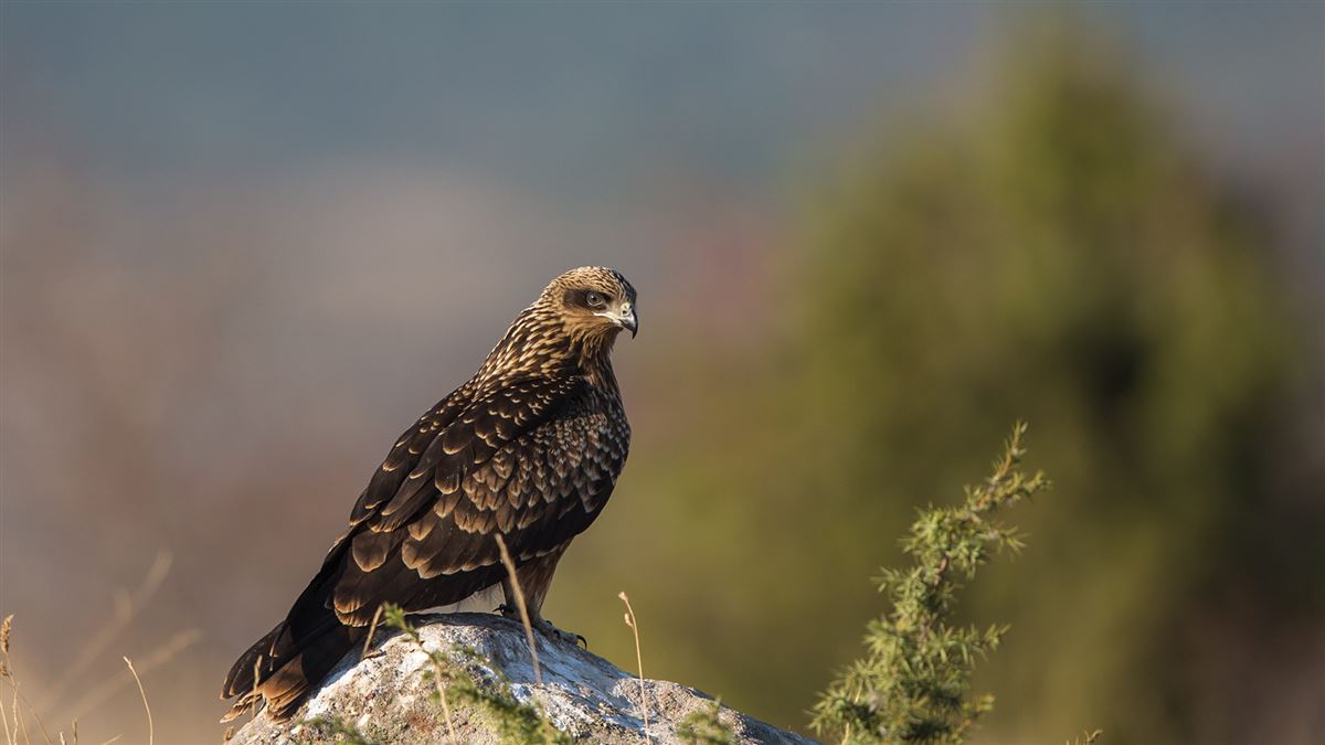 Black Kite