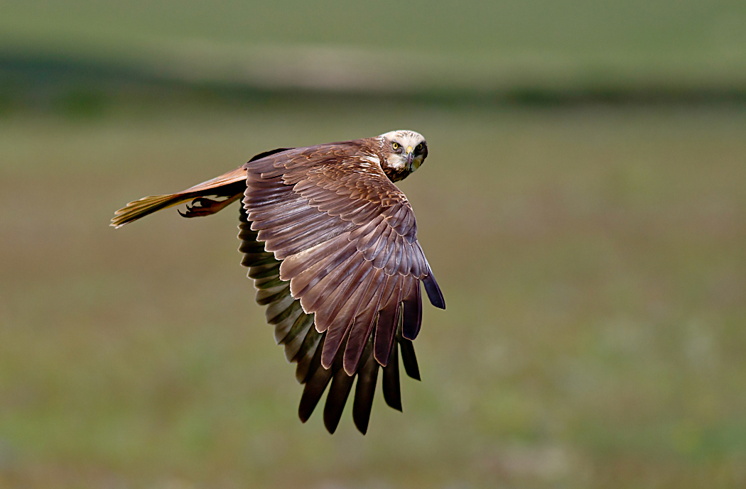 Western Marsh Harrier