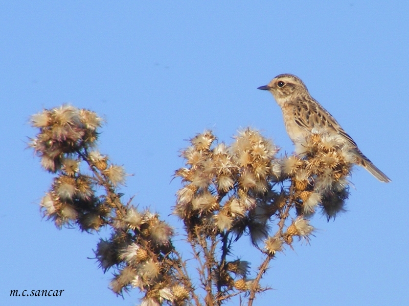 Whinchat