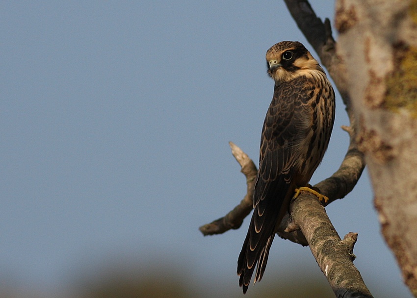 Eurasian Hobby