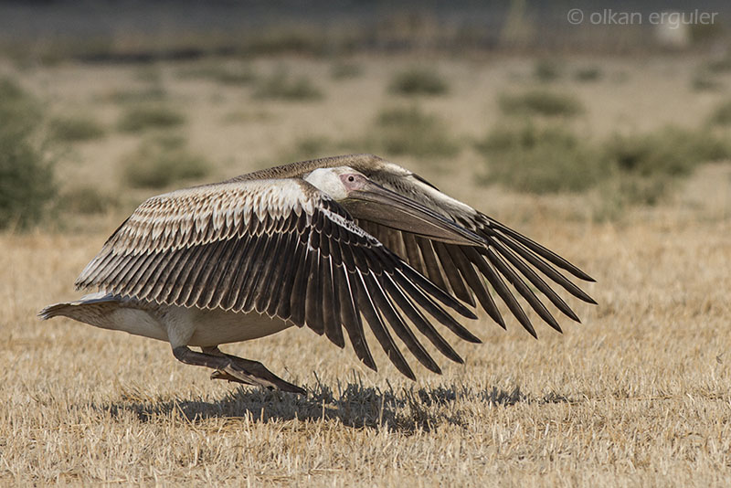 Great White Pelican