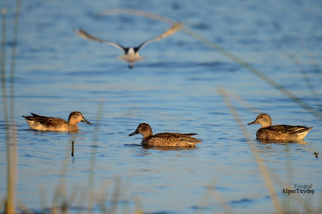 Eurasian Teal