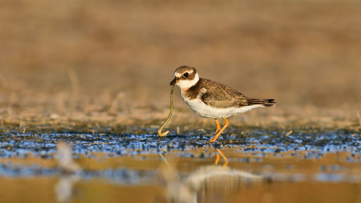 Common Ringed Plover