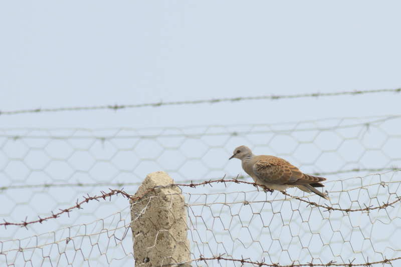 European Turtle Dove