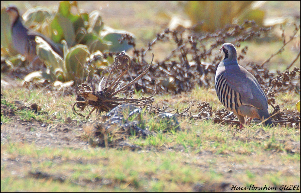 Chukar Partridge