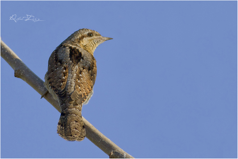 Eurasian Wryneck