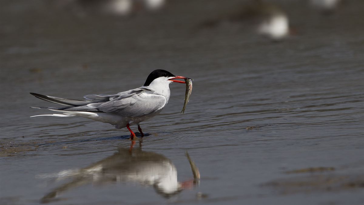 Common Tern