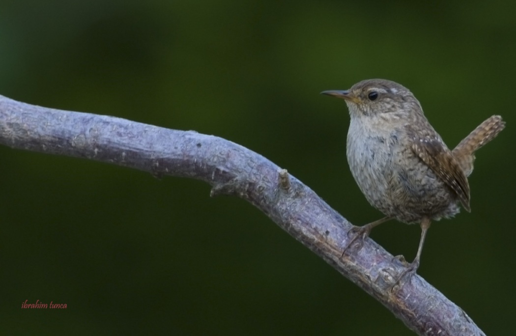 Eurasian Wren