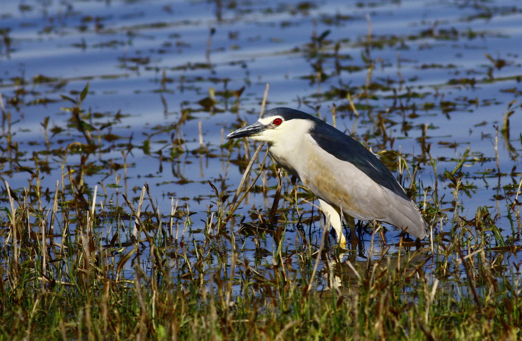 Black-crowned Night Heron