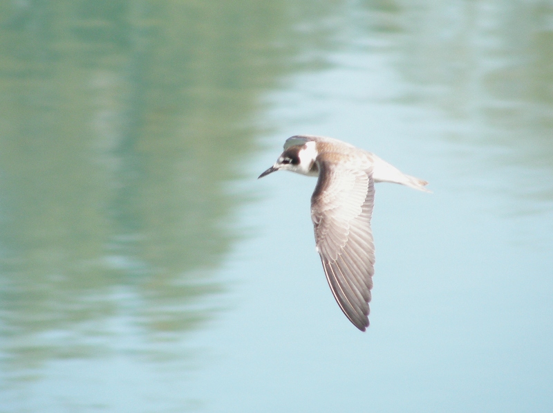 White-winged Tern