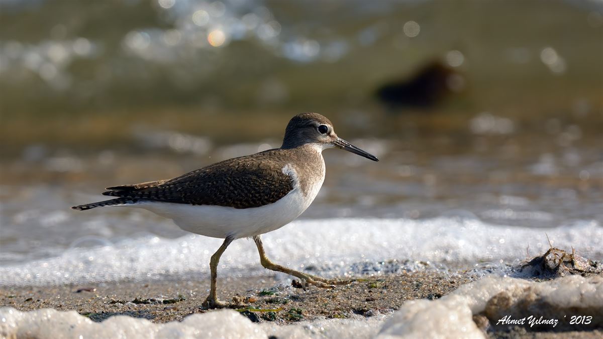Common Sandpiper