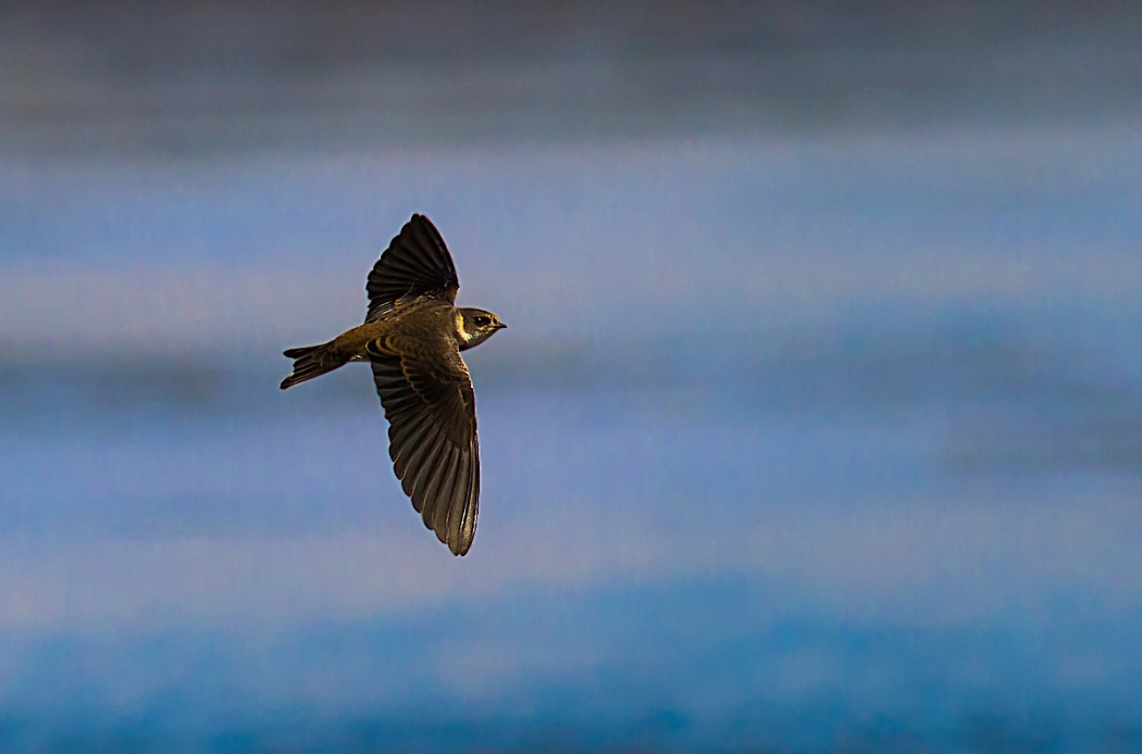 Sand Martin