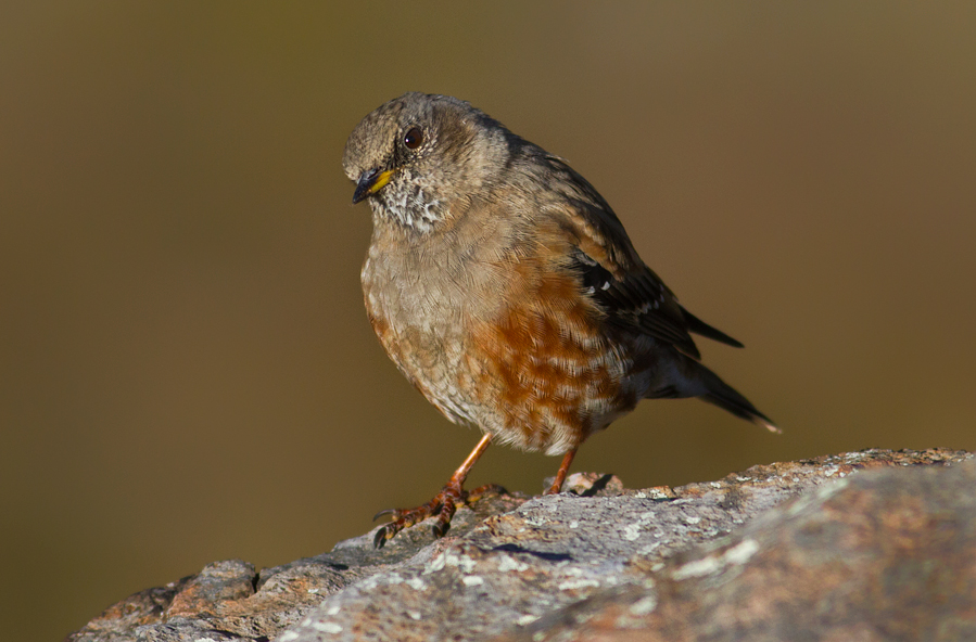 Alpine Accentor